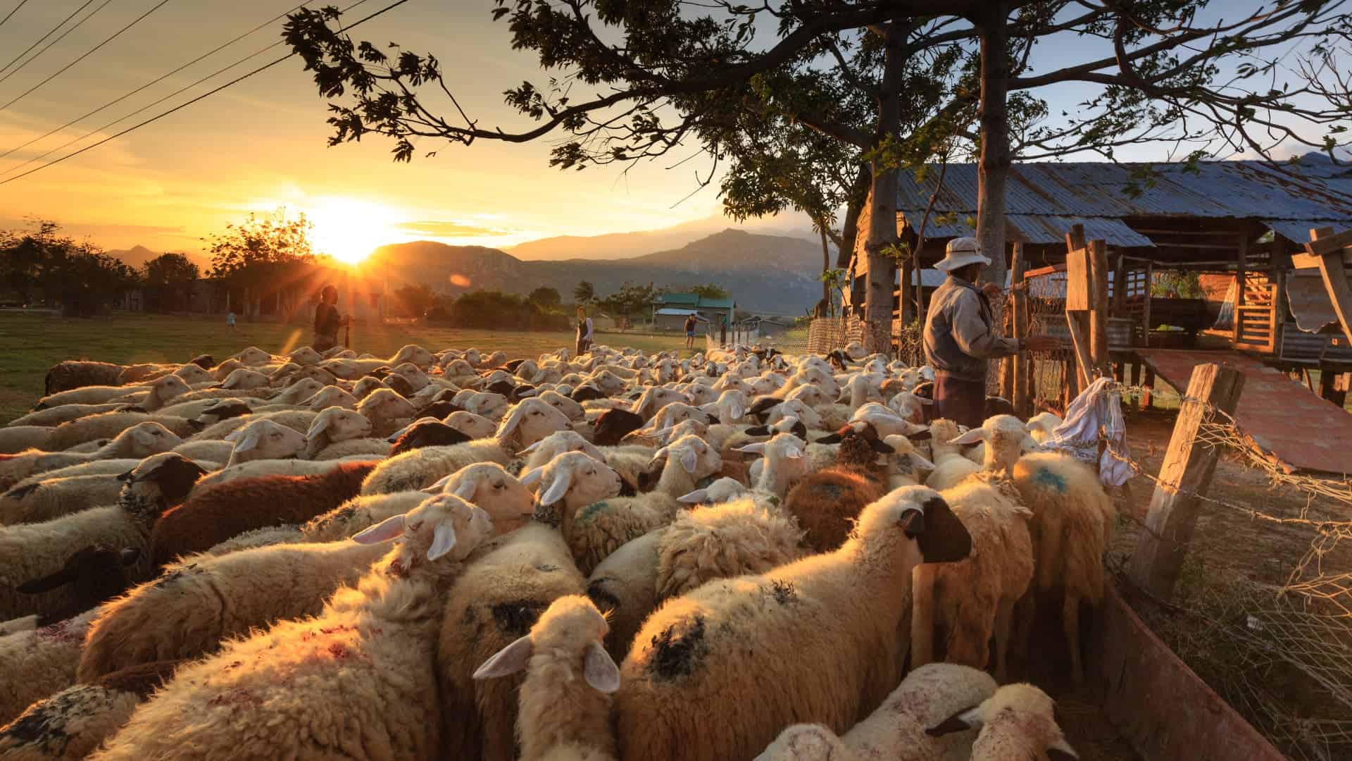 210413 shepherd